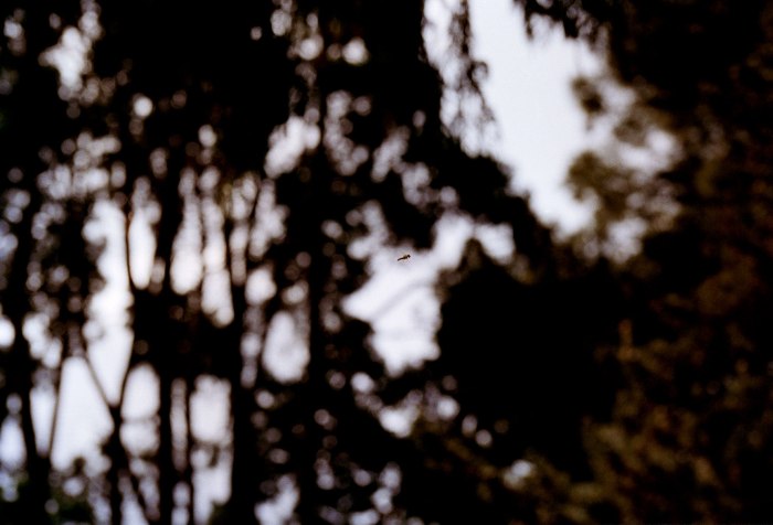 Siv_Bugge_Vatne_Flue_i_skogen_3